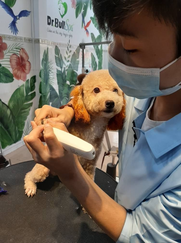 Giới thiệu dịch vụ spa thú cưng Drbull tốt nhất Quận 1 Sài Gòn hiện nay